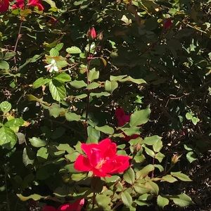 Meet your Posher, Neyda